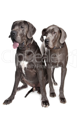 Two grey great Dane dogs