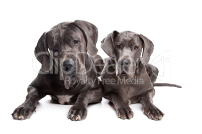 Two grey great Dane dogs