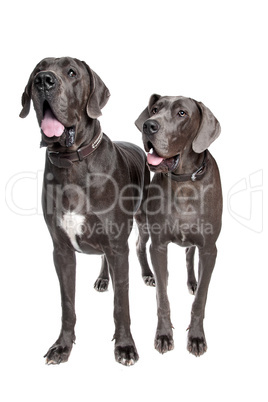 Two grey great Dane dogs