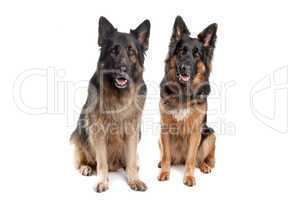 Two German shepherd dogs
