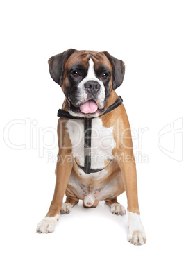 Boxer dog