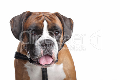 Boxer dog