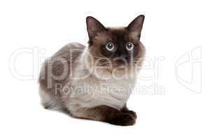 Siamese cat