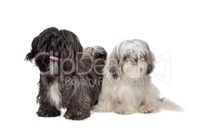 Two Shih tzu dogs