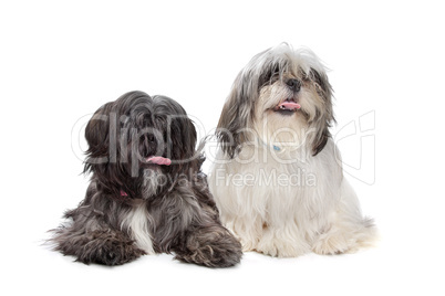 Two Shih tzu dogs