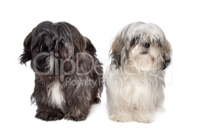 Two Shih tzu dogs