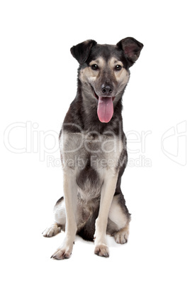 mixed breed dog