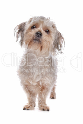 mixed breed dog