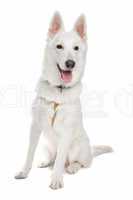 white shepherd dog
