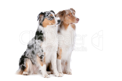 Two Australian Shepherd dogs