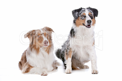 Two Australian Shepherd dogs