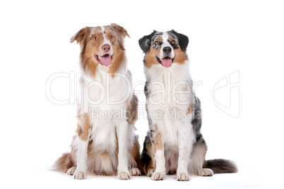 Two Australian Shepherd dogs