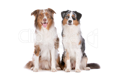 Two Australian Shepherd dogs