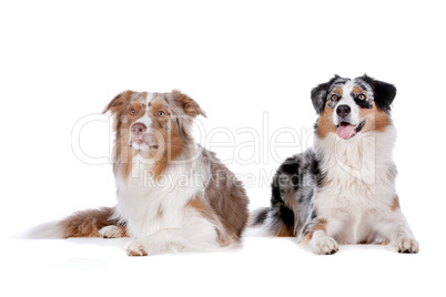 Two Australian Shepherd dogs