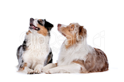 Two Australian Shepherd dogs