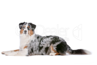 Australian shepherd