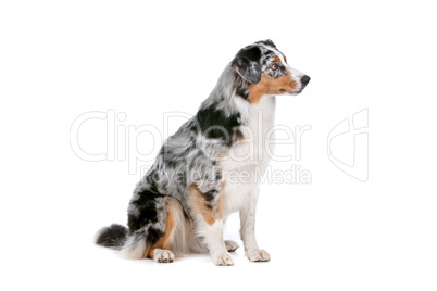 Australian shepherd