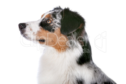 Australian shepherd