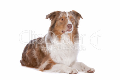 Australian shepherd