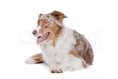 Australian shepherd