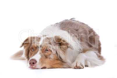 Australian shepherd