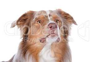 Australian shepherd