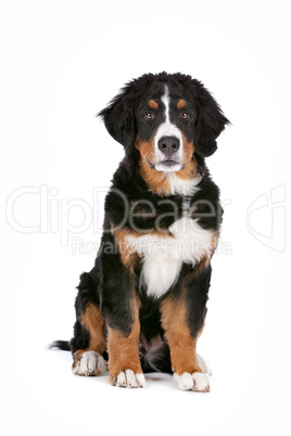 Bernese Mountain Dog puppy