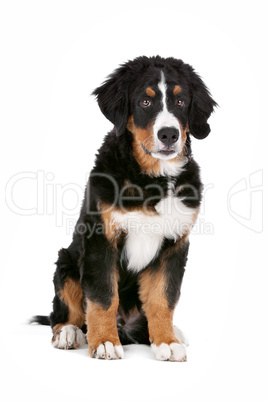 Bernese Mountain Dog puppy