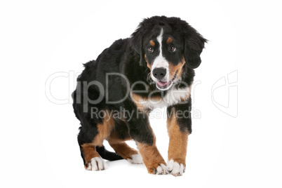 Bernese Mountain Dog puppy