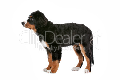 Bernese Mountain Dog puppy