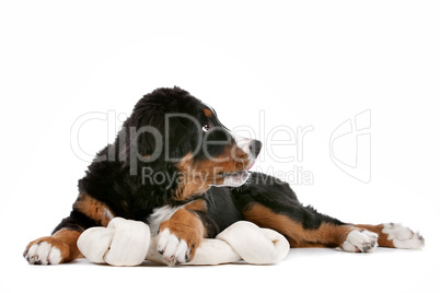 Bernese Mountain Dog puppy