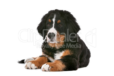 Bernese Mountain Dog puppy