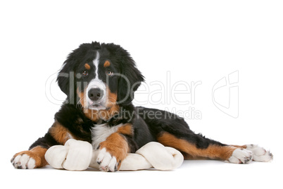 Bernese Mountain Dog puppy