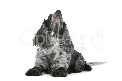 blue roan cocker spaniel