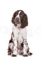 Springer Spaniel