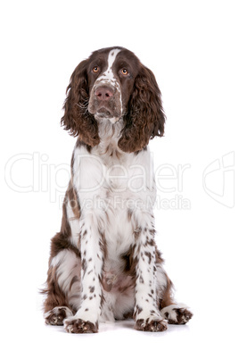 Springer Spaniel