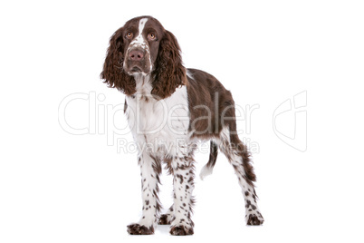 Springer Spaniel