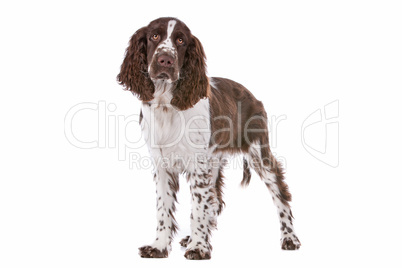 Springer Spaniel