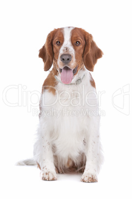 Springer Spaniel