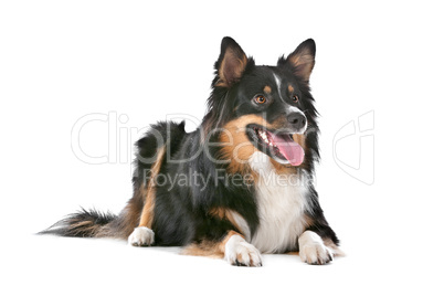 Border Collie