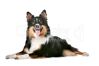 Border Collie