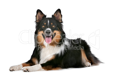 Border Collie