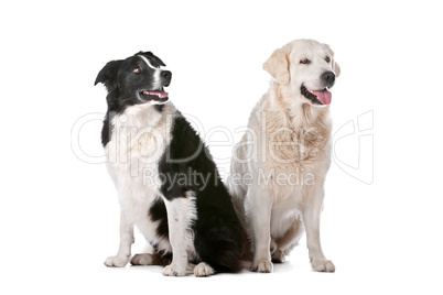 Golden Retriever and a border collie