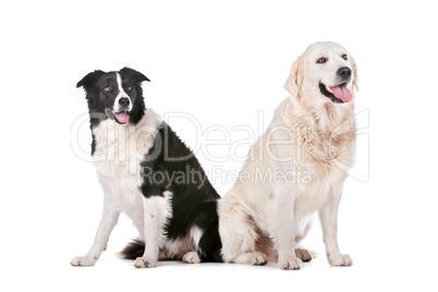 Golden Retriever and a border collie