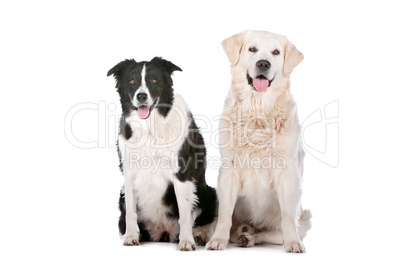 Golden Retriever and a border collie