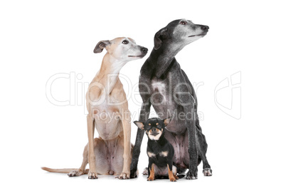 two greyhounds and a chihuahua