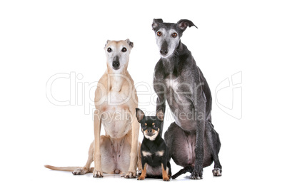 two greyhounds and a chihuahua