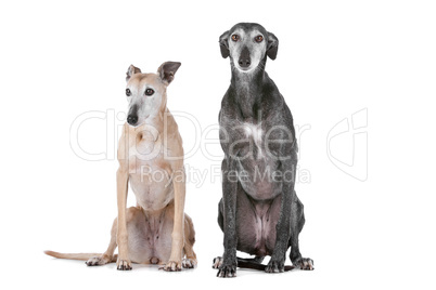Two greyhound dogs