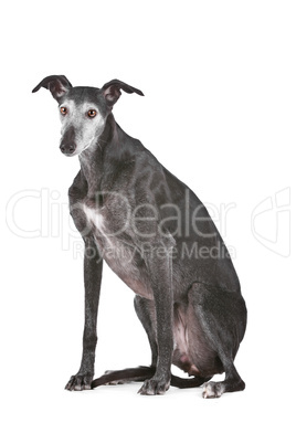 Old greyhound