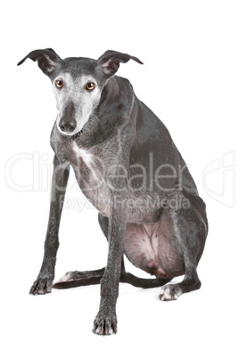 Old greyhound